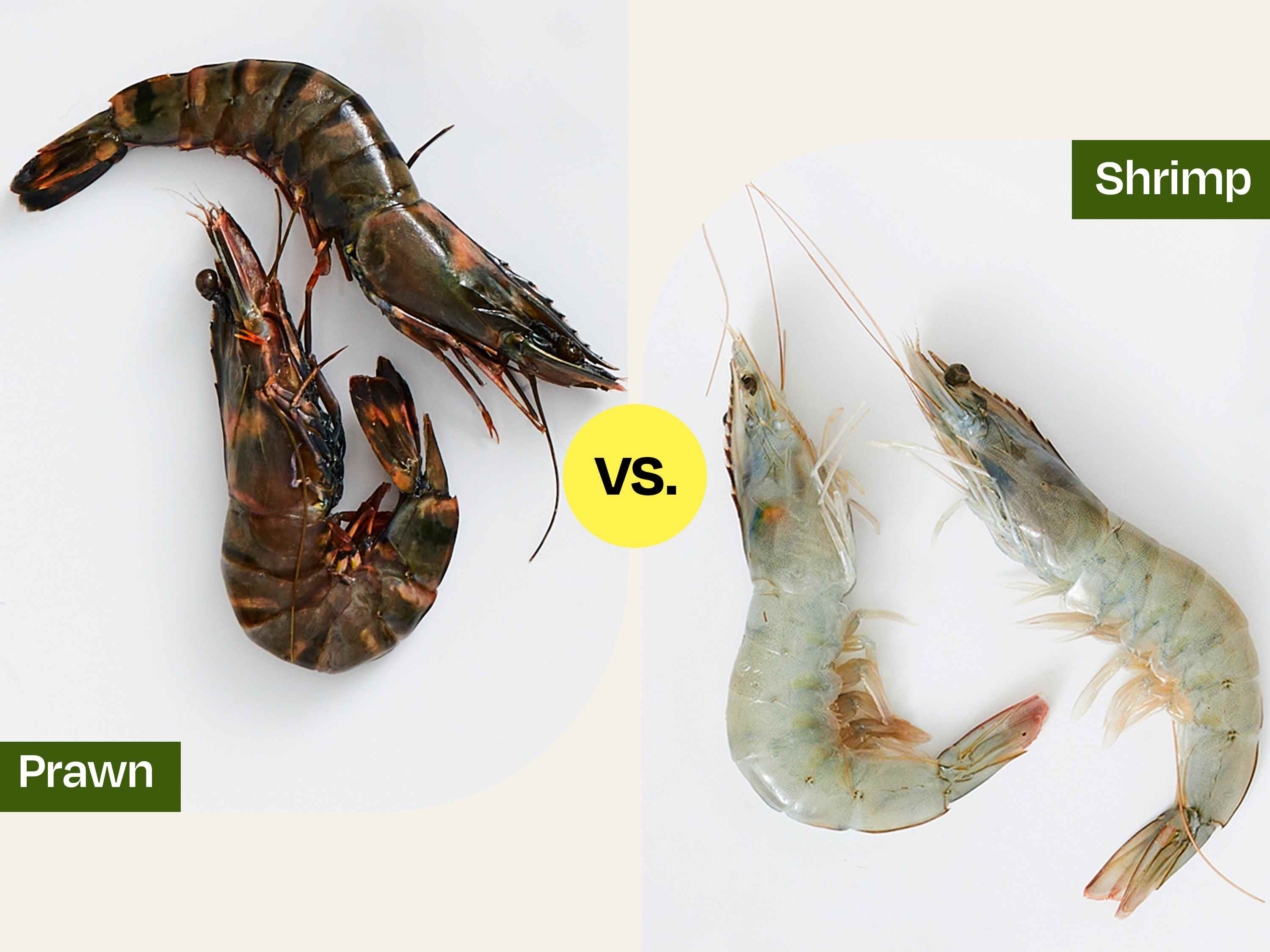 Prawn In Water