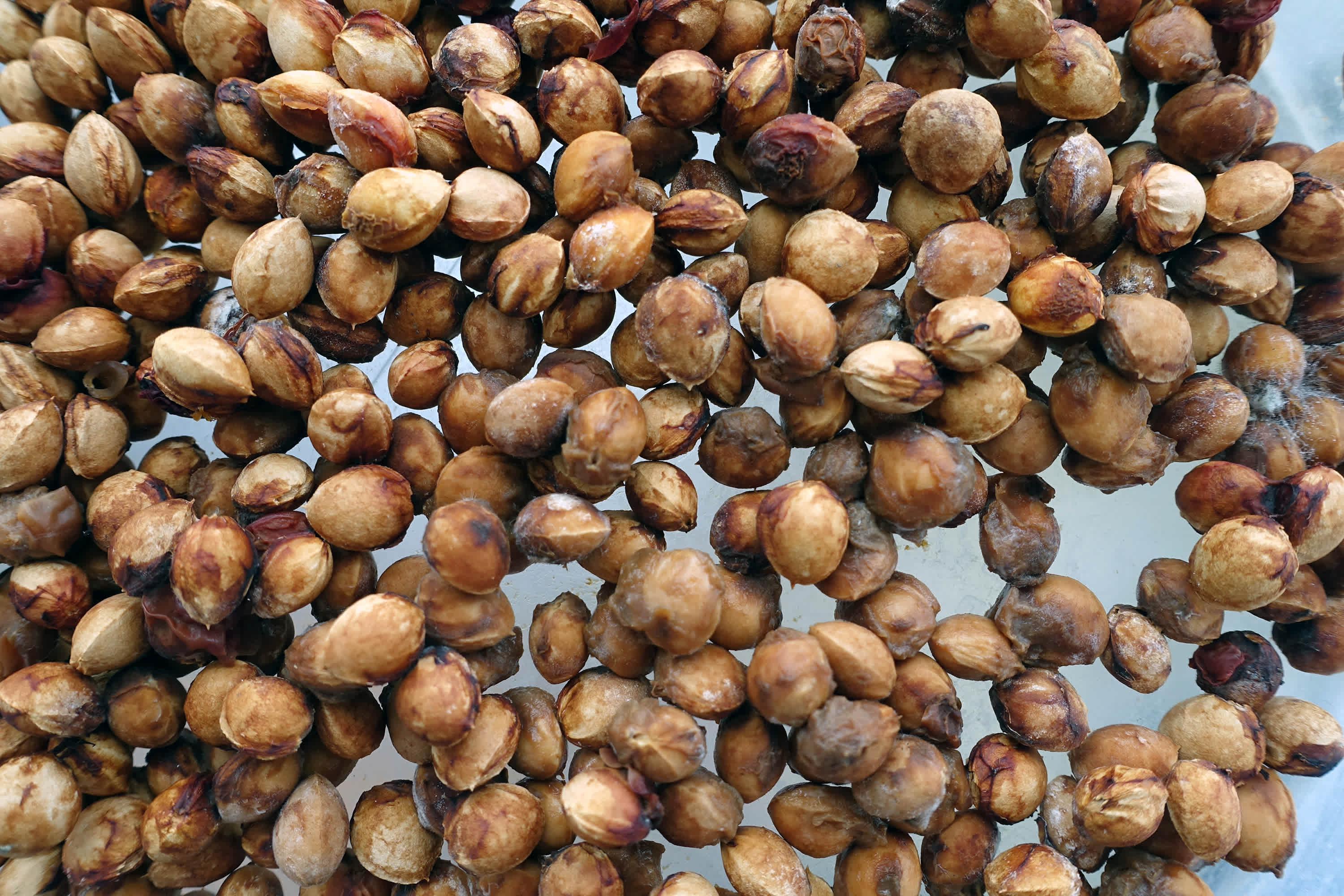 How to Plant Cherry Seeds, According to a Pro Gardener | The Kitchn