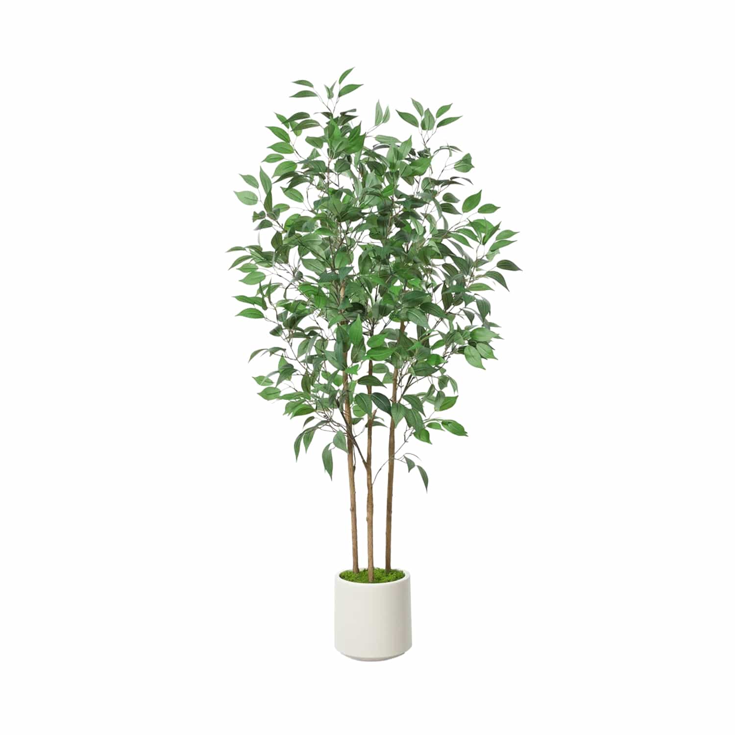 Costco Is Selling a Ficus and Pothos Combo for Under $70 | Apartment Therapy