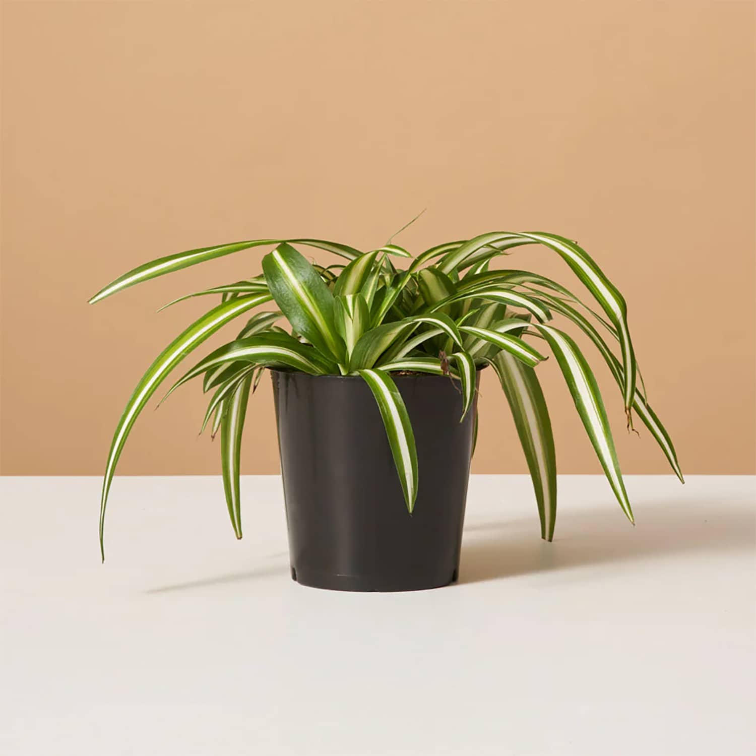 3 Best Plants to Clean the Air in Your Kitchen, According to Pros | The  Kitchn