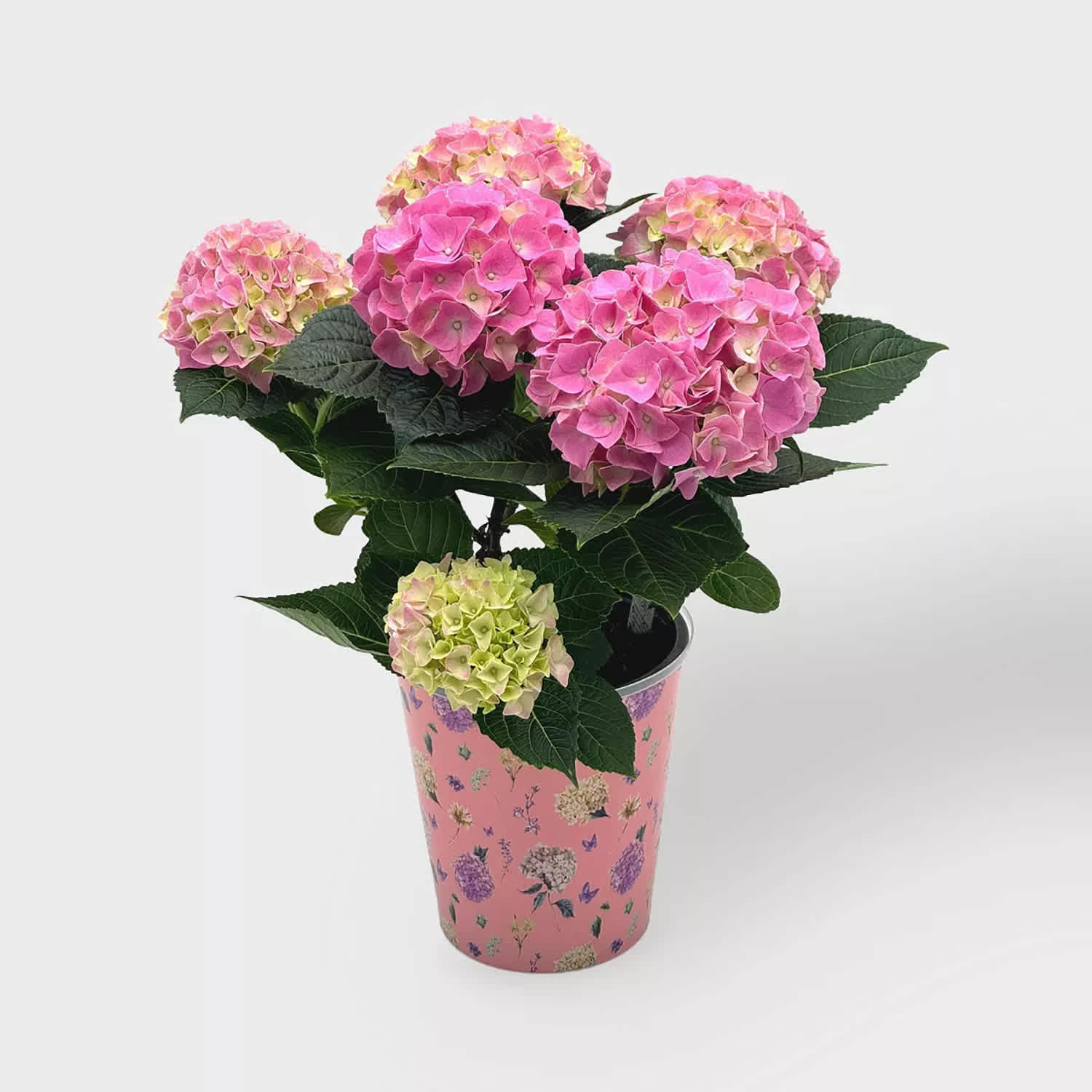 Costco Is Selling the Cutest $22 Potted Hydrangeas | Apartment Therapy